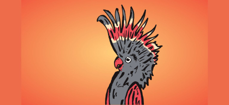 A cartoon of a black and orange cockatoo on an orange background.