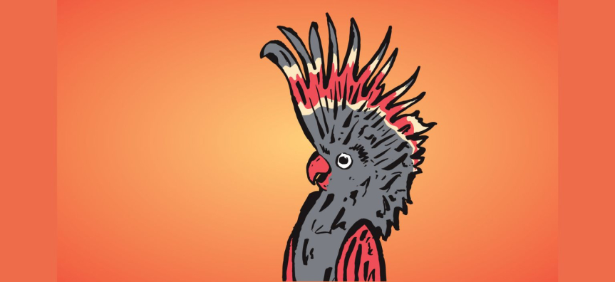 A cartoon of a black and orange cockatoo on an orange background.